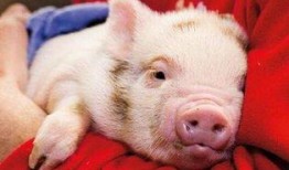 大胖猪是谁爆料的视频,视频背后惊人内幕曝光