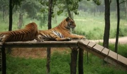 娱乐吃瓜酱动物园,揭秘娱乐圈背后的趣味故事